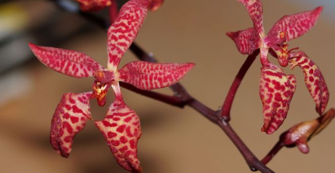 Orchidee-Puppenkopf Angelika dunkel 40 cm 