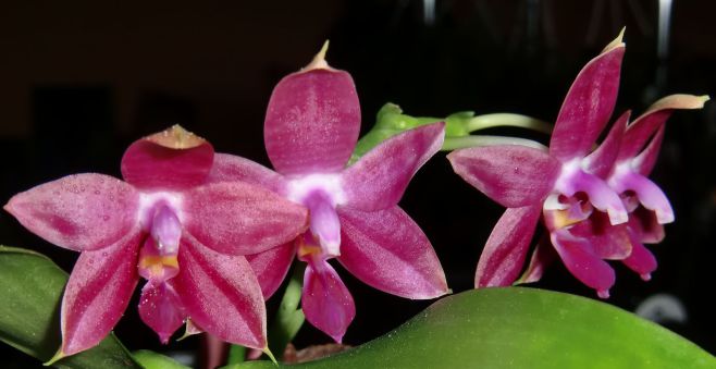 Wasserbad orchideen